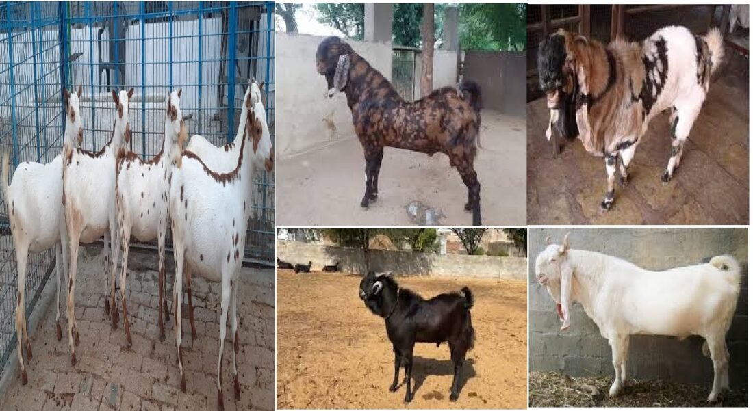 Bakra Mandi, Bakrid, Goat Rate, goat diet, Goat-Breed