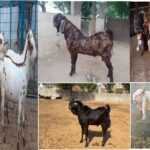 Bakra Mandi, Bakrid, Goat Rate, goat diet, Goat-Breed