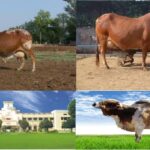 DESI COW, Embryo Transplantation Technology, rathi cow