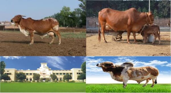 DESI COW, Embryo Transplantation Technology, rathi cow