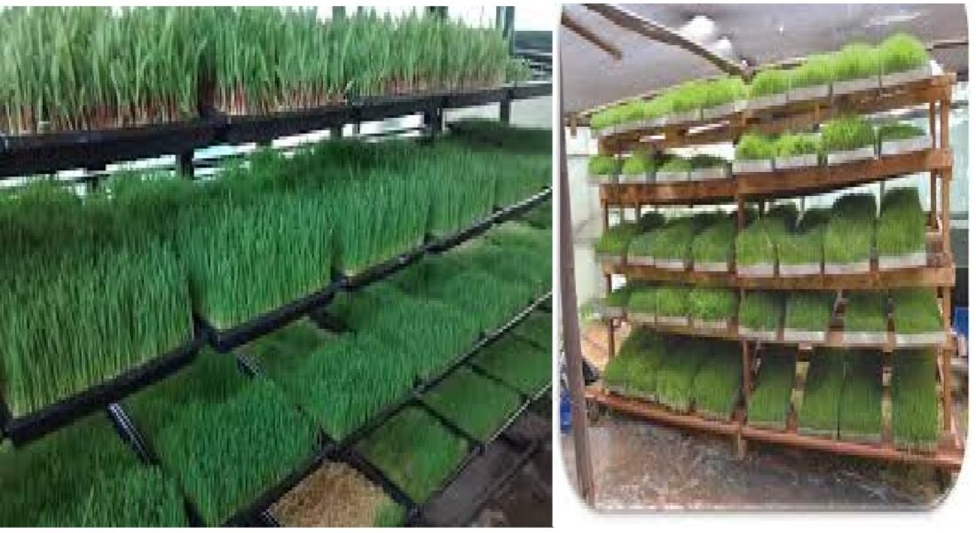 Fodder, green feed, Gramigo Foundation, IIT, IIM, IIM students, farming with hydroponics technique.