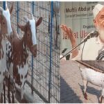 Maulana Arshad Madani, Jamiat Ulama-e-Hind President Maulana Arshad Madani, Bakra Mandi, Bakrid