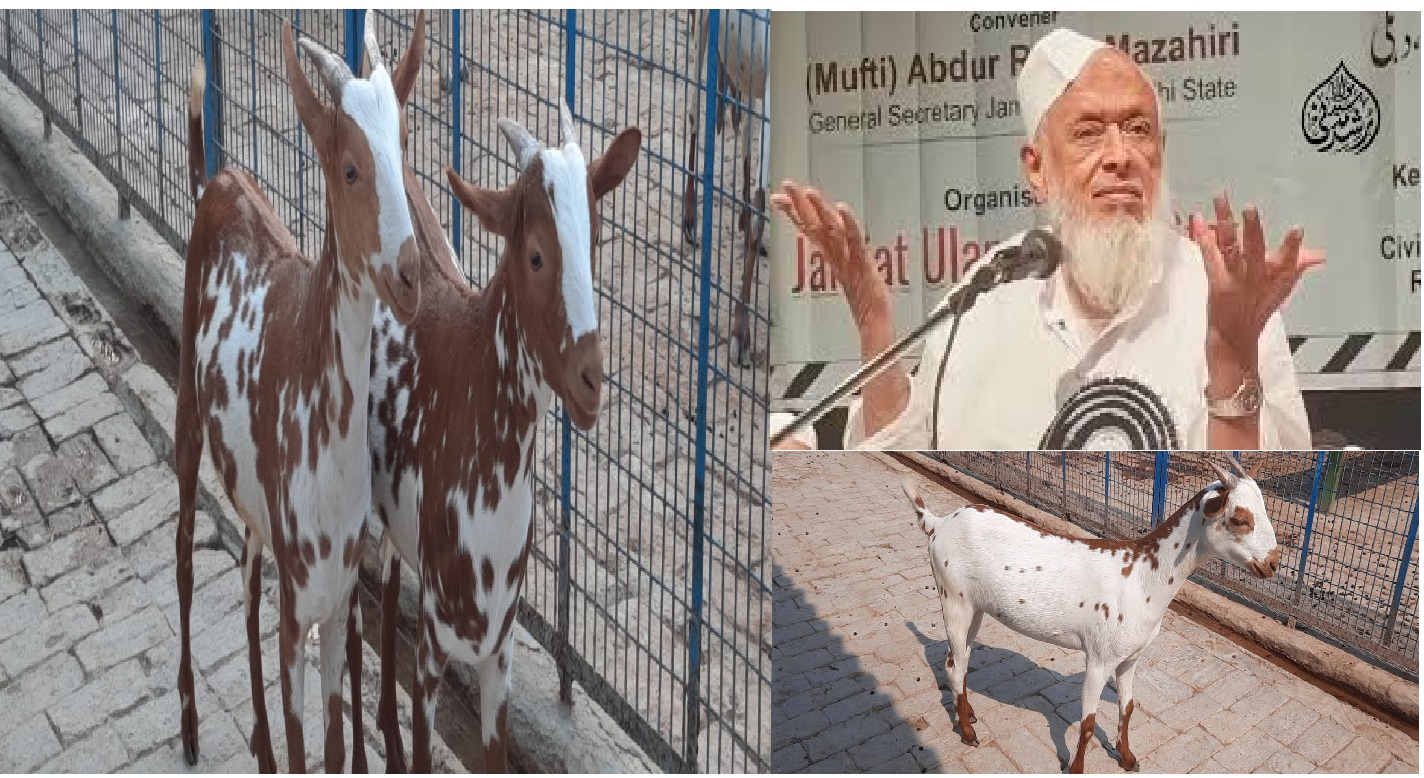 Maulana Arshad Madani, Jamiat Ulama-e-Hind President Maulana Arshad Madani, Bakra Mandi, Bakrid