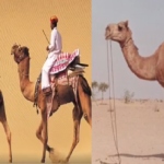 world camel day