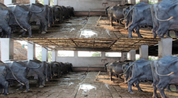 livestock animal news