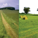 livestock animal news