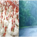Poultry Farming, Poultry , Disease in Chickens, Poultry Farming in Rain, Disease in Chickens in Rain,