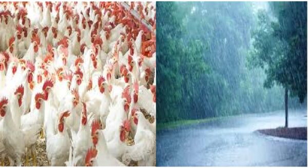 Poultry Farming, Poultry , Disease in Chickens, Poultry Farming in Rain, Disease in Chickens in Rain,