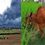 livestock animal news