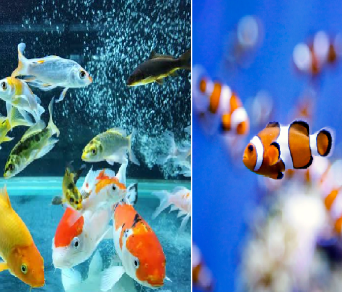 ornamental fish farming