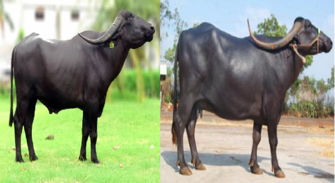 livestock animal news