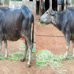 surti buffalo milk per day
