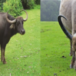 livestock animal news