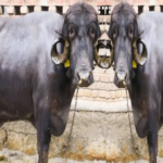 livestock animal news