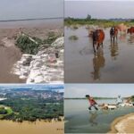Ganga Flood, Animal Feed, Monsoon, Animal Husbandry, Flood, Fodder
