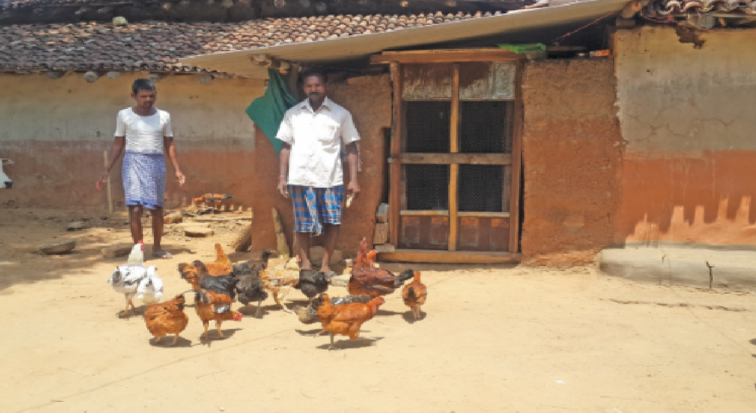 poultry farming