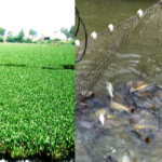 livestock animal news