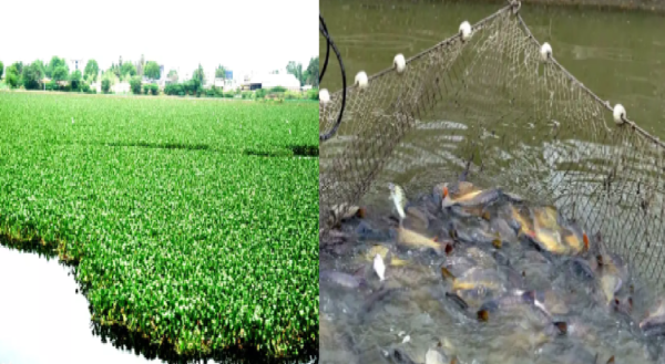 livestock animal news