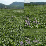 livestock animal news