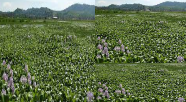 livestock animal news