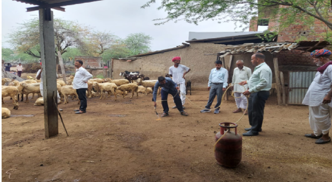 sheep farming
