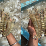 livestock animal news shrimp farming