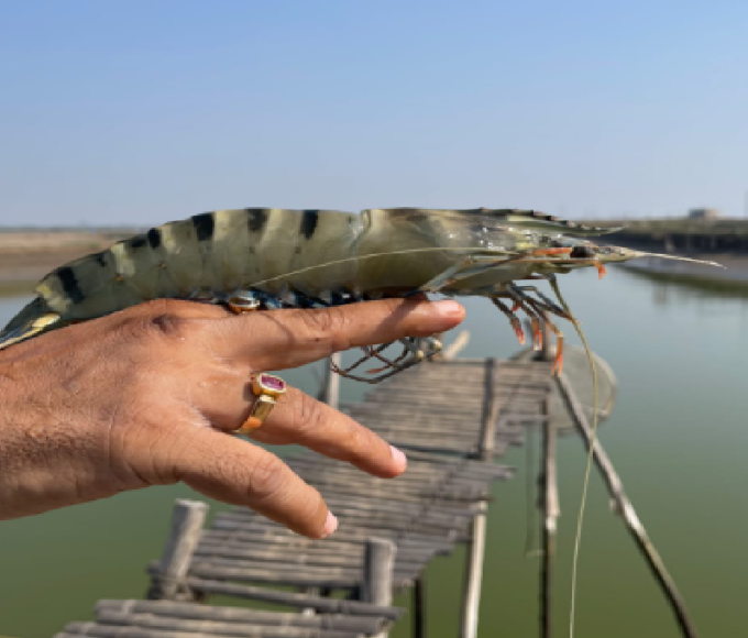 livestock animal news shrimp farming
