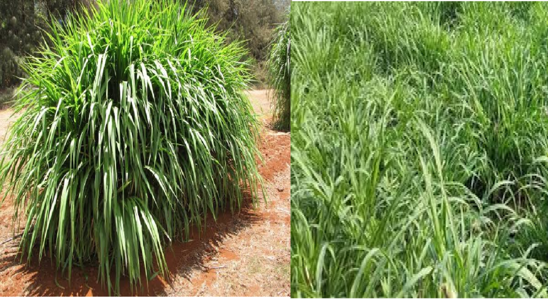 Napier Grass, Animal Husbandry, Elephant Grass