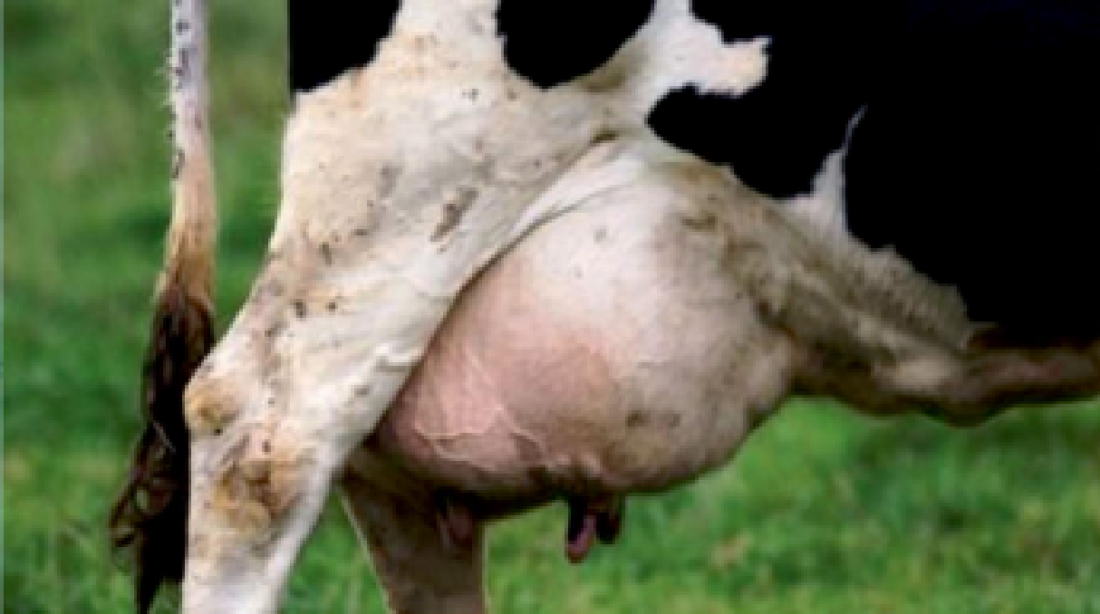 animal husbandry