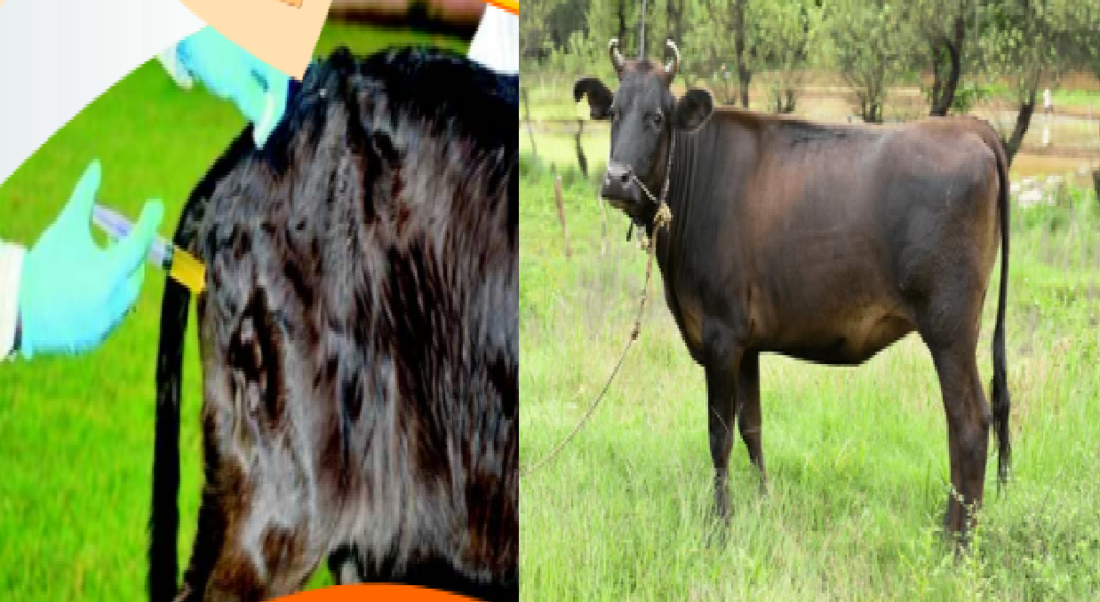livestock animal news