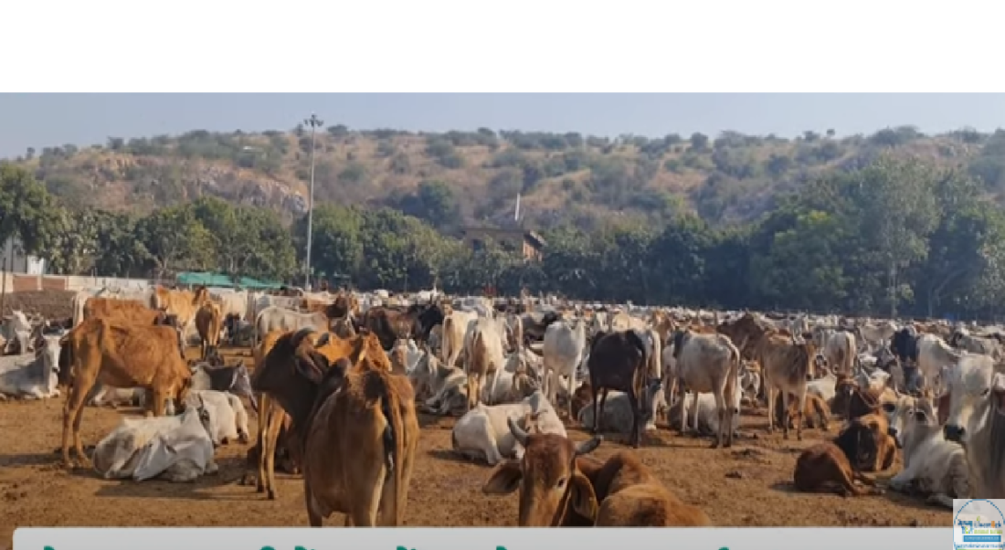 livestock animal news