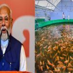 मछली पालन में खास करके किसान अच्छी खासी आमदनी कमा सकते हैं. मछली पालन किसानों की आय को दोगुना करने का एक बेहतरीन जरिया भी है.