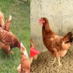 poultry farming