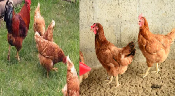 poultry farming