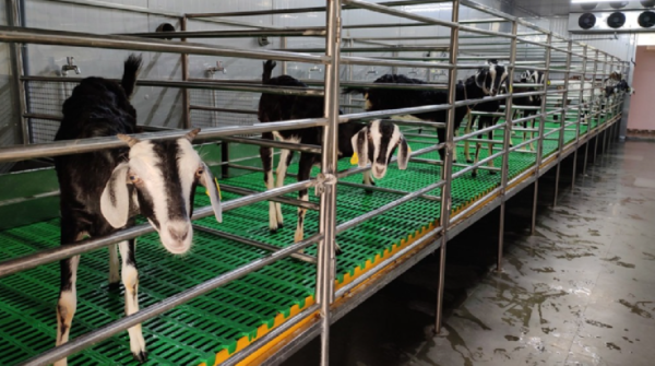 goat farming