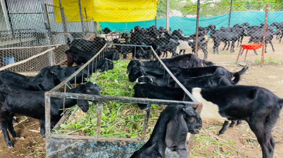 goat farming