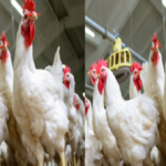 poultry farming