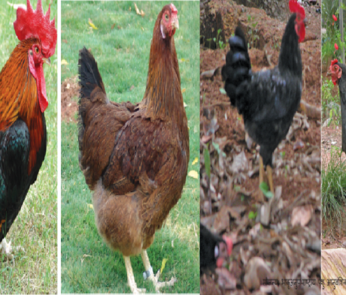 poultry farming