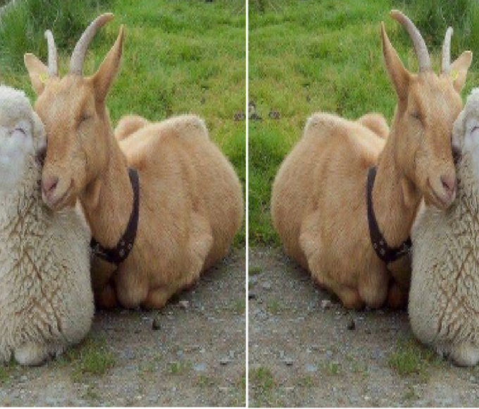 goat farming sheep farming