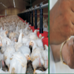 livestock poultry news