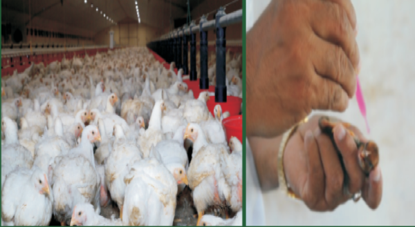 livestock poultry news