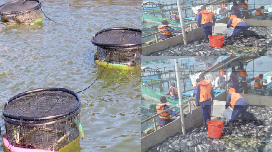 cage fish farming