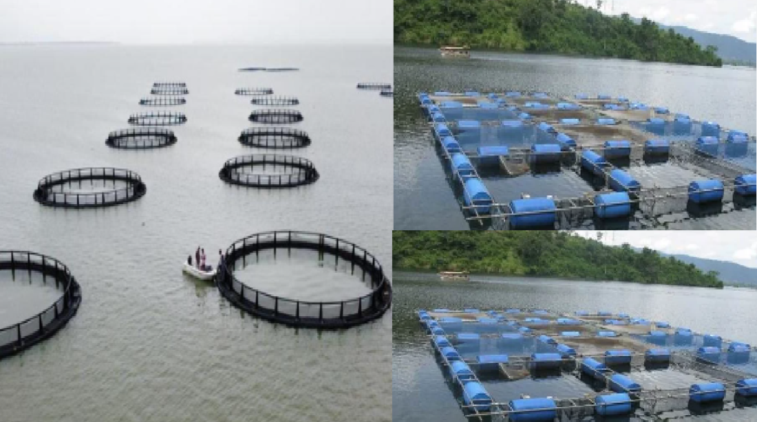 cage culture fish farming