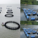 cage culture fish farming