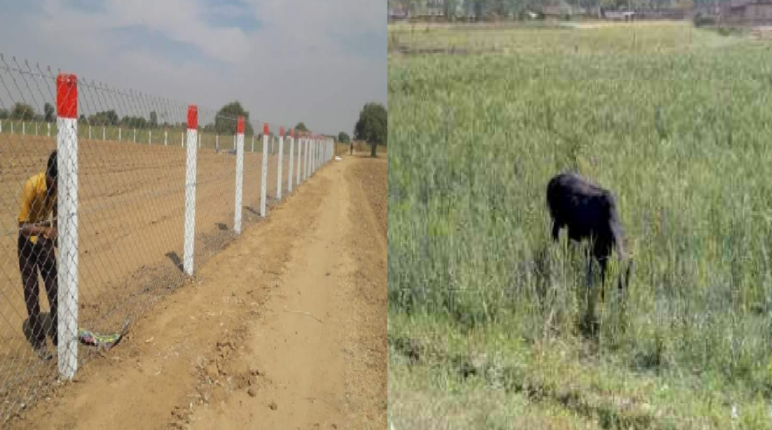 animal husbandry