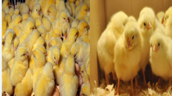 अधिकांश पोल्ट्री प्रजातियों की चोंच एक बहुत ही विशिष्ट अंग है.