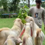 hyderabadi cross pathiraa