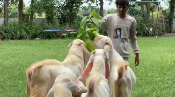 hyderabadi cross pathiraa