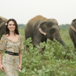 livestock animal news