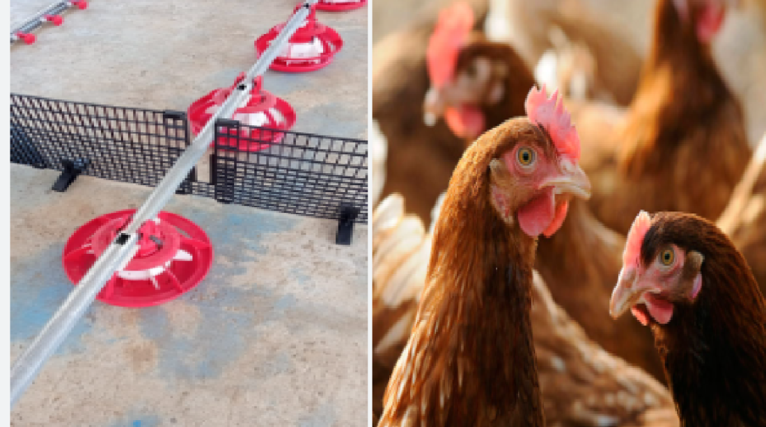 poultry news